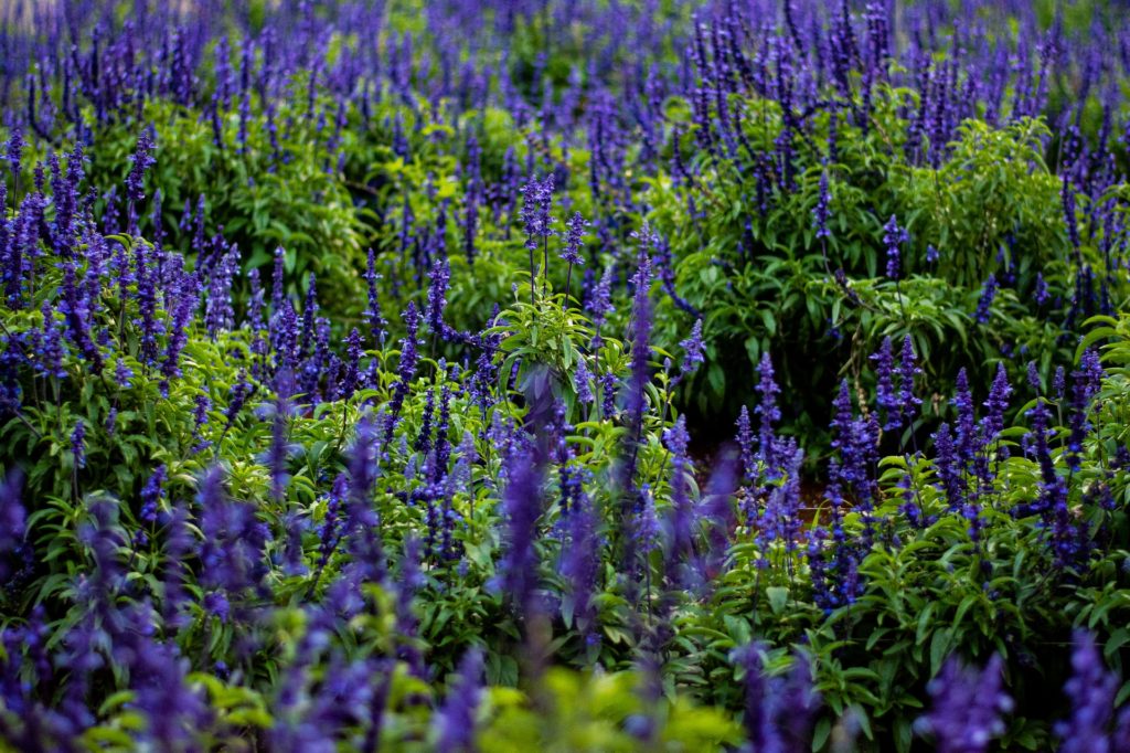 lupin flowers