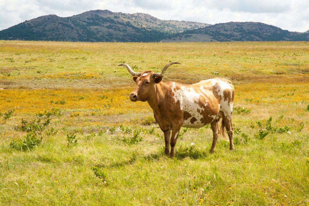 texas hill country homes for sale, Texas Hill Country Homes For Sale